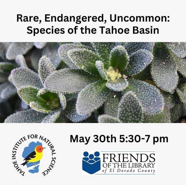 Wildflower presentation at South Lake Tahoe Library