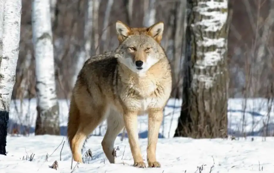 Learn About Coyotes at the Lake of the Sky Amphitheater at Taylor Creek