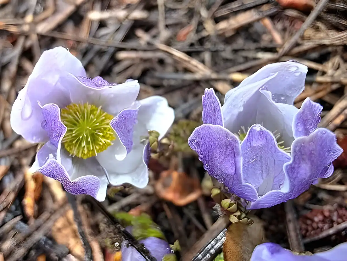 Tahoe Wildflower Big Year with Bob Sweatt at the Lake Tahoe Library