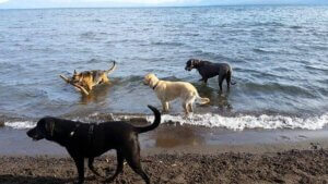 dog friendly beach lake tahoe