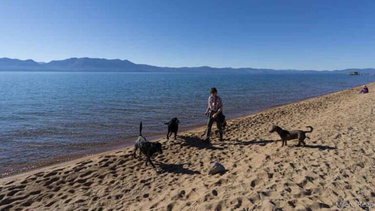 nevada beach pet friendly by milena regos