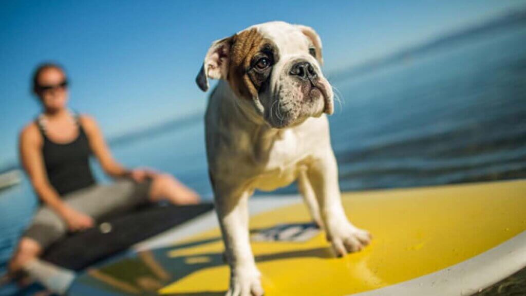 paddleboard with dog on lake tahoe