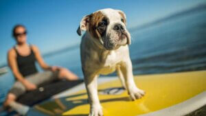 paddleboard with dog in lake tahoe