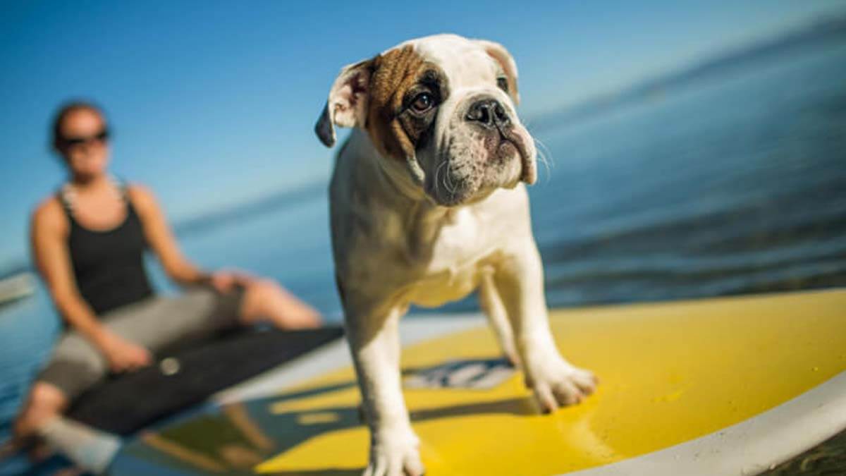 Lake Tahoe: A Dog’s Paradise