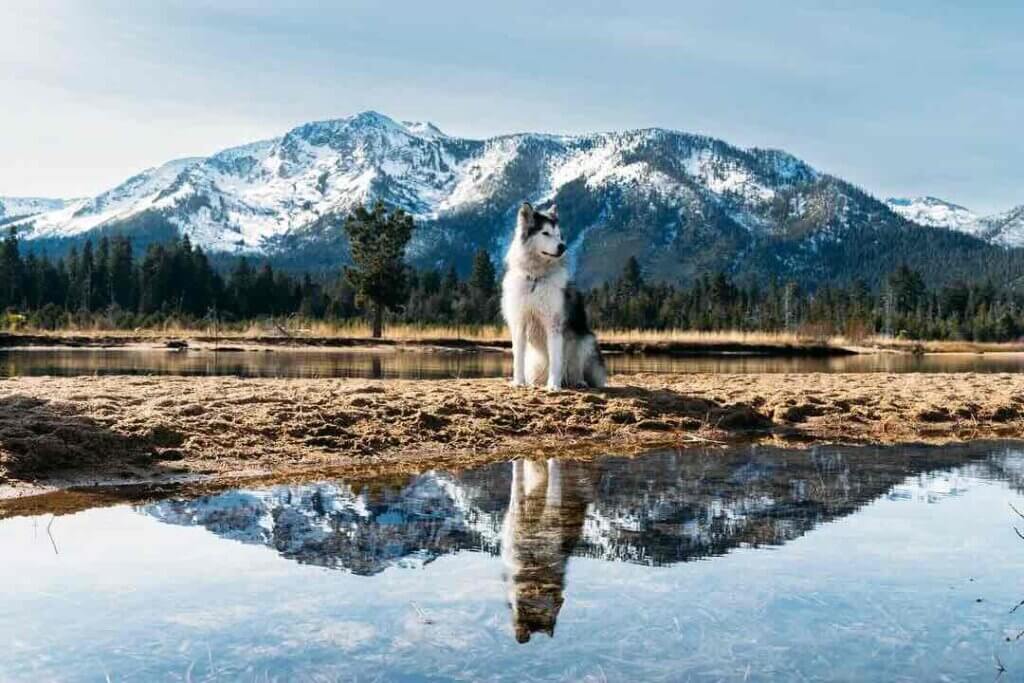 Husky at Kiva Beach with Mt. Tallac in the background.