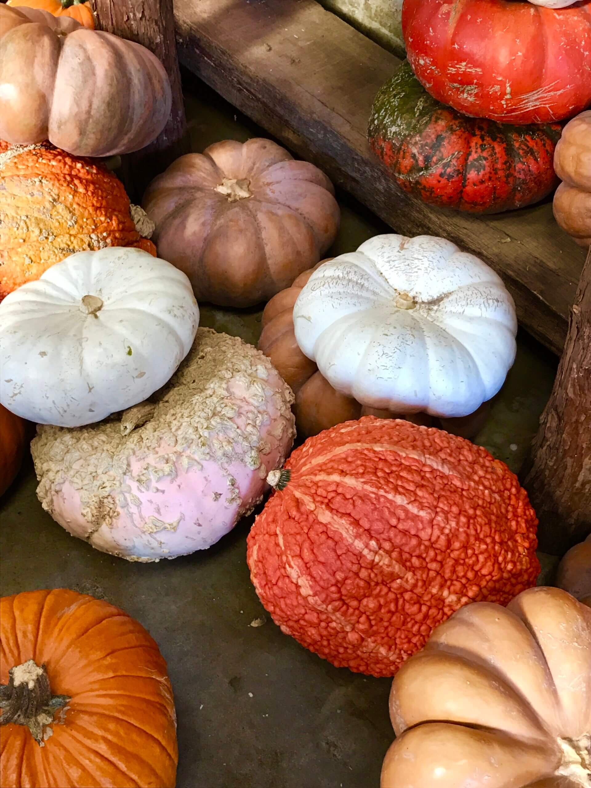 Pumpkin Varieties at Apple Hill