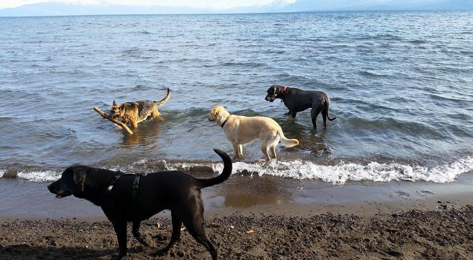 Dogs swimming in Lake Tahoe