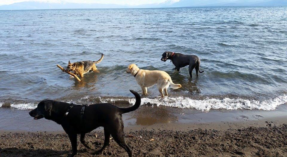 Dogs in Tahoe