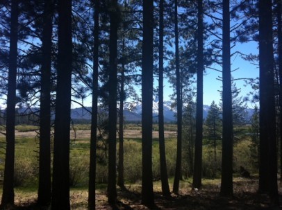 Pines in South Lake Tahoe near El Dorado Beach 