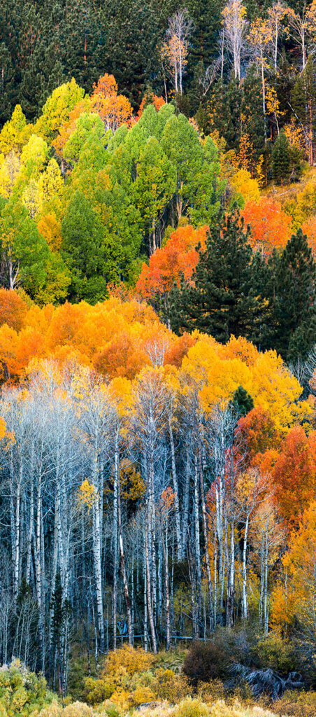 lake tahoe fall colors in hope valley