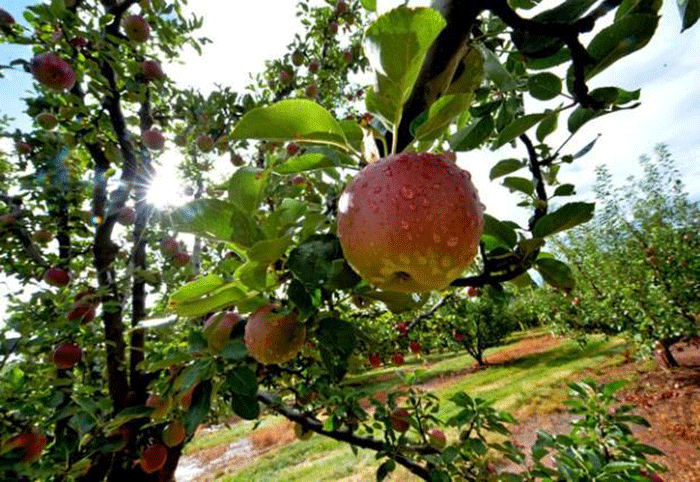 High Hill Ranch Apple Hill near Lake Tahoe