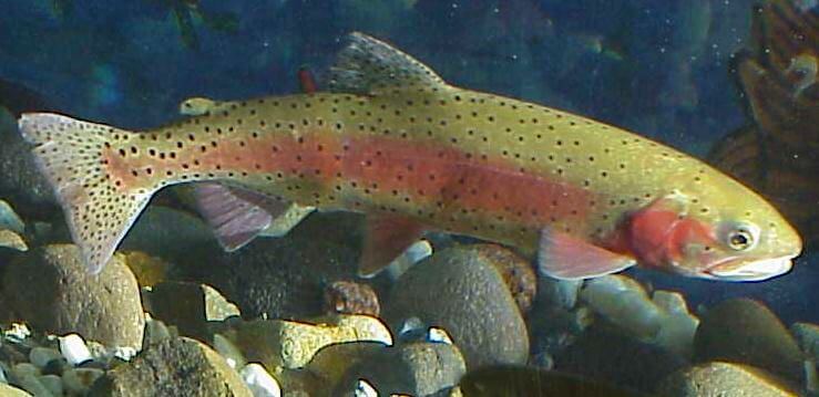 Lahontan Cutthroat Trout Lake Tahoe