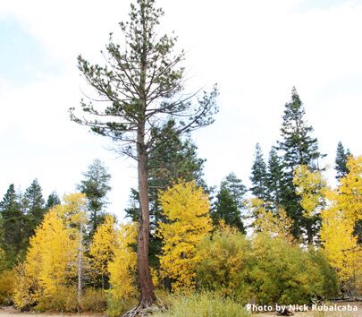 239 - Lake-Tahoe-fall-colors-Nick-Rubalcaba.jpg