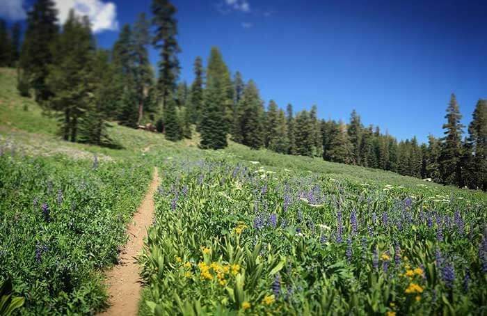 Meiss Meadows Hope Valley Near Lake Tahoe