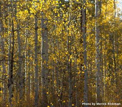 Quaking Aspens in Taylor Creek 