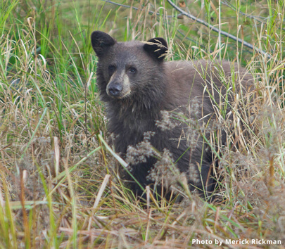 Bear in Taylor Creek 