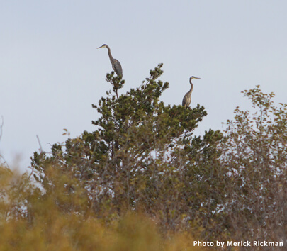 Blue Herons in Taylor Creek 