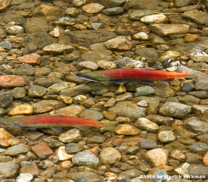 Kokanee Salmon in Taylor Creek 