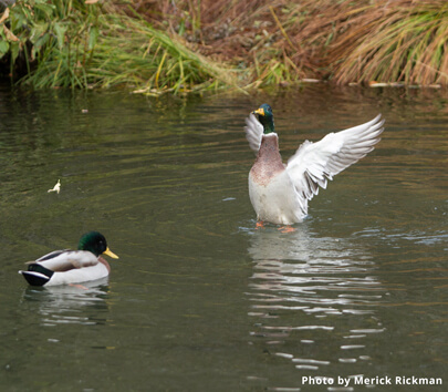 Mallards in Taylor Creek 