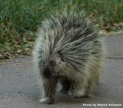 Porcupine in Taylor Creek 