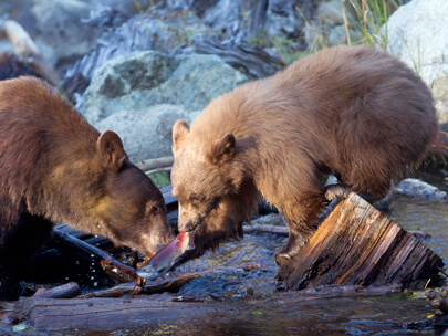 Bears in Tahoe Taylor Creek Eating Kokanee Salmon 