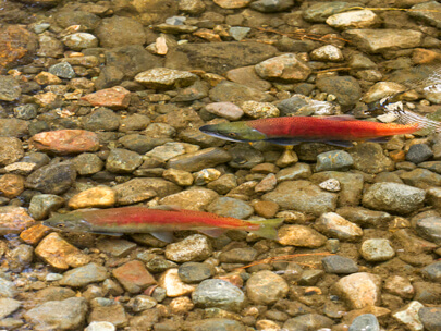 when do the salmon run at taylor creek