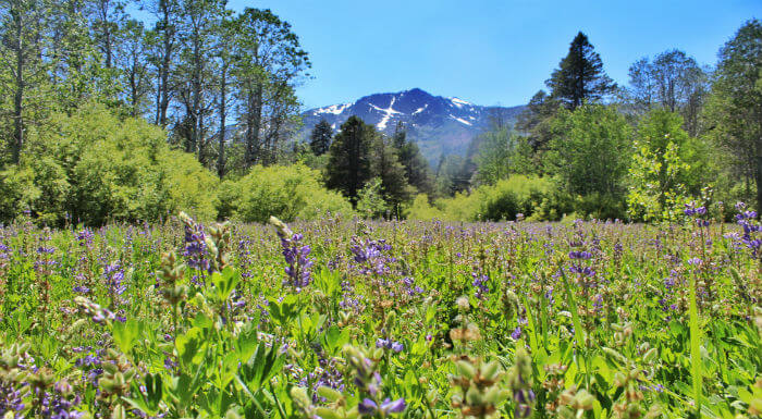 Wildflowers near Tallac at Tahoe