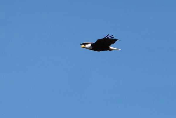 Bald Eagle at Lake Tahoe Birding Lake Tahoe