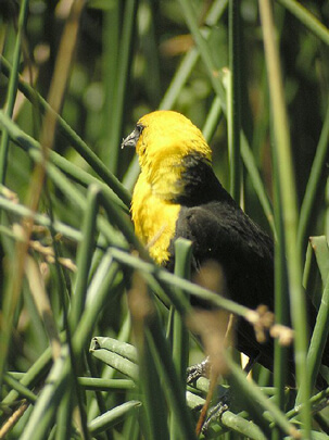 Yellow Headed Blackbird 