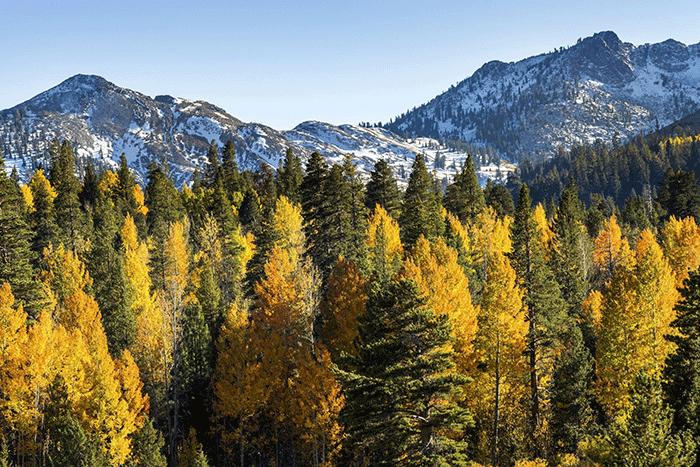 Fall Colors near Lake Tahoe