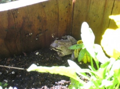 Frog in Garden in Lake Tahoe 