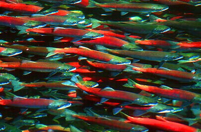 Kokanee Salmon in Taylor Creek, Lake Tahoe