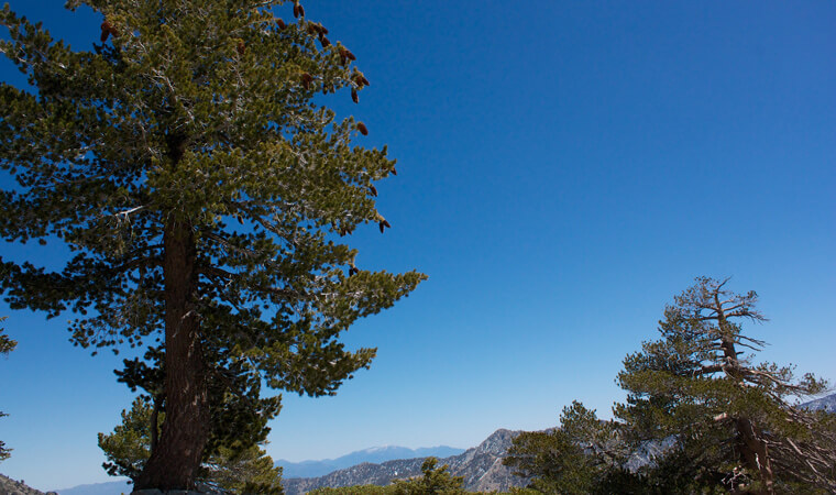 types of conifer trees