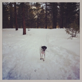 Dog life in Lake Tahoe 