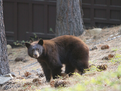 Black Bear in Tahoe Basin