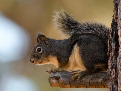 Douglas Squirrel Mammal in Tahoe Basin 