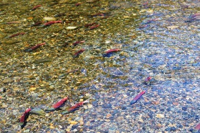 Kokanee Salmon in Taylor Creek in South Lake Tahoe 