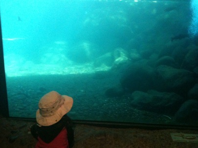 Salmon in Taylor Creek Profile Chamber 