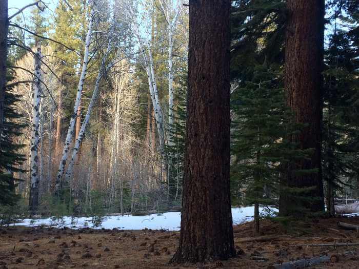 Tahoe Woods Mindfullness