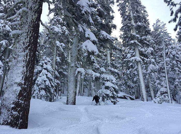 Tree Skiing Sierra at Tahoe