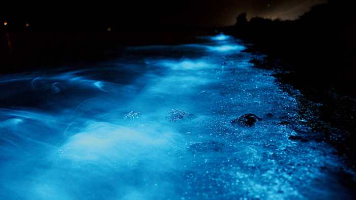 Bioluminescent Kayaking Adventures on Tomales Bay