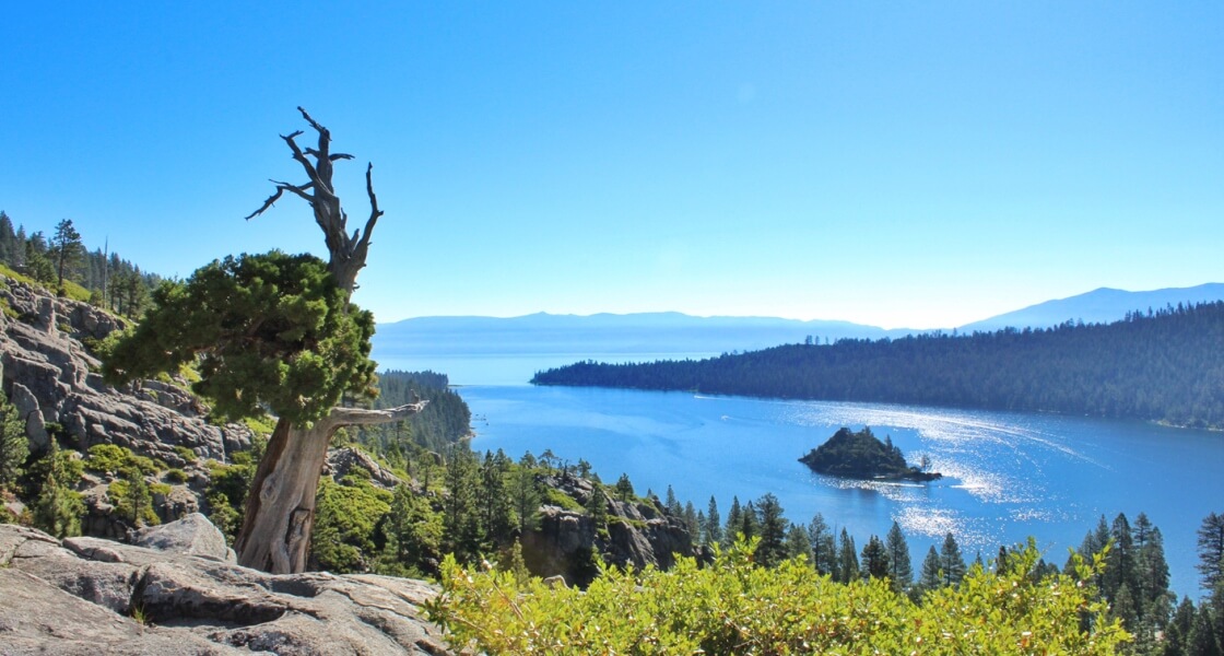 Emerald Bay Tree