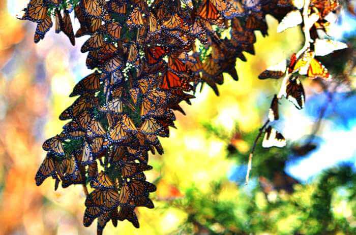 Monarch Butterfly Grove Pismo Beach