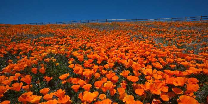 Antelope Valley California Poppy Reserve 