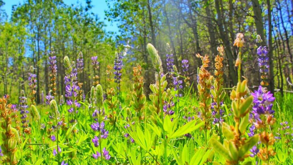 Wildflowers