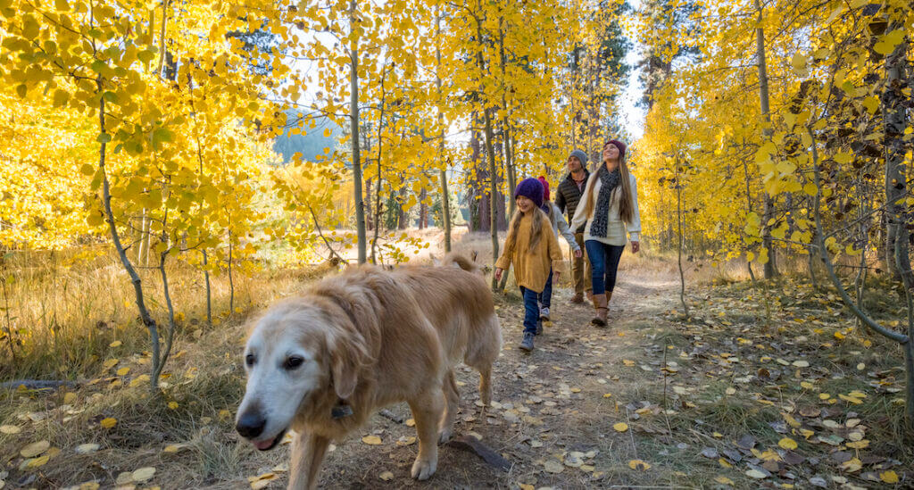 A family exploring fall colors through aspen groves
