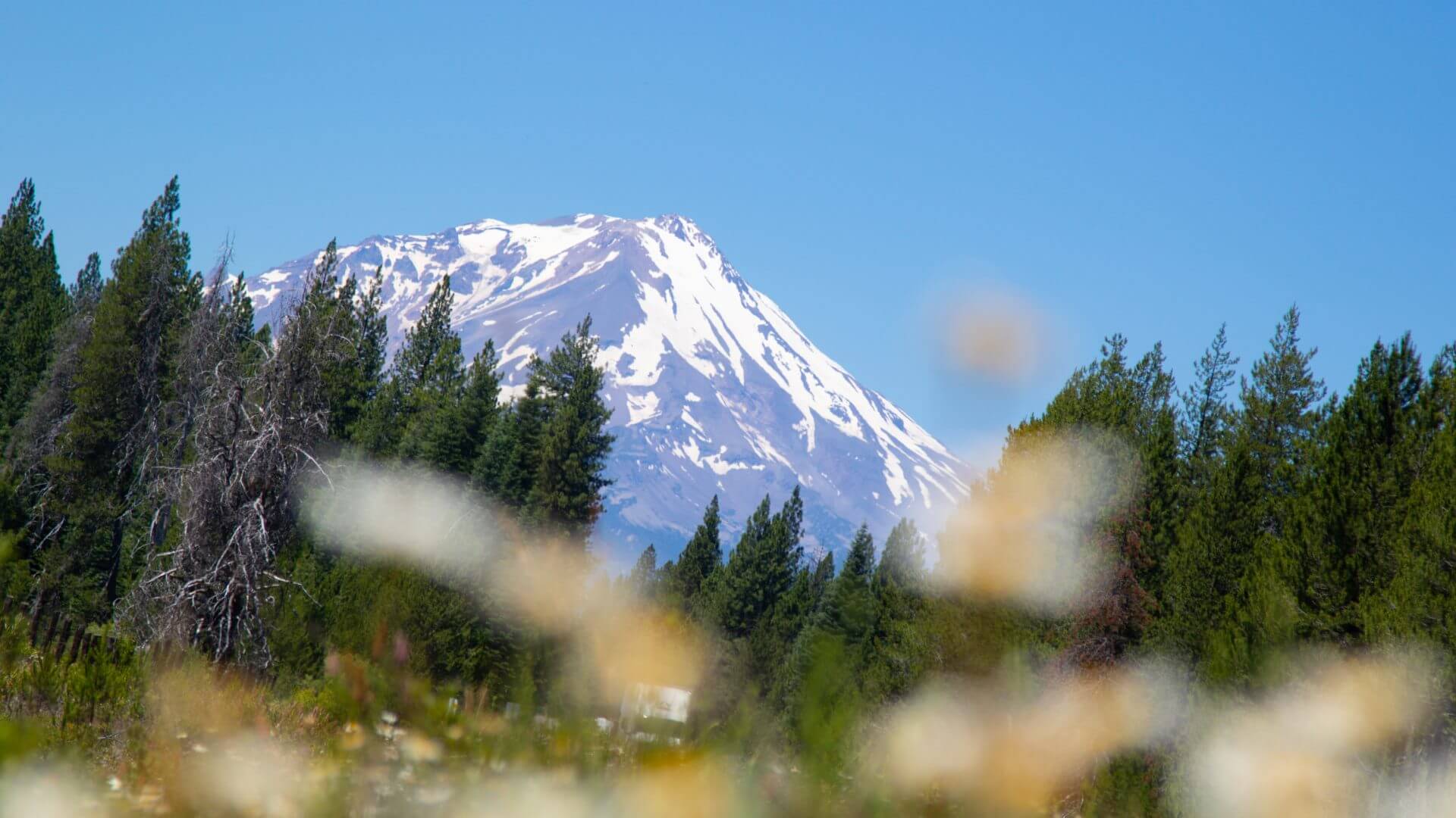 Mt. Shasta, California