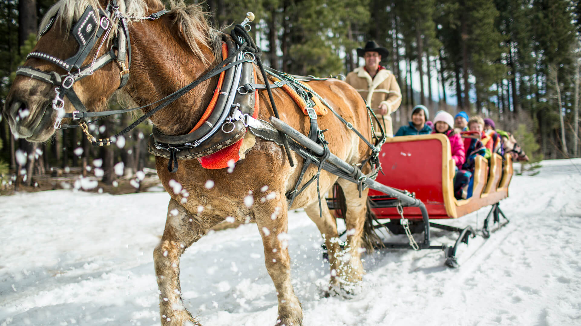 Sleigh Ride in South Lake Tahoe - Jamie Kingham / Lake Tahoe Visitors Authority