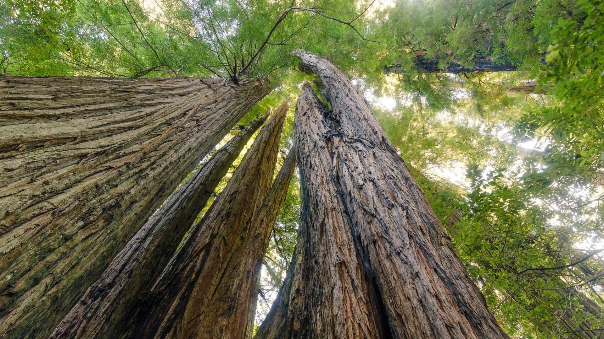 Redwoods at Tall Trees Grove - Redwood National & State Parks