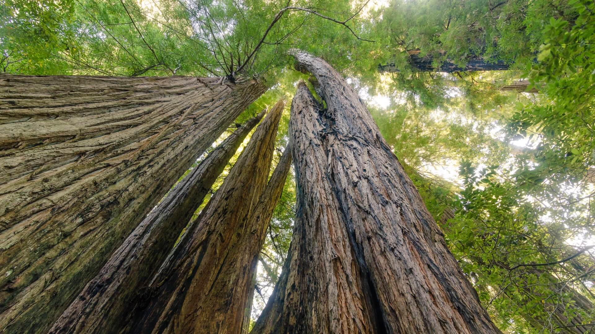 Redwoods at Tall Trees Grove